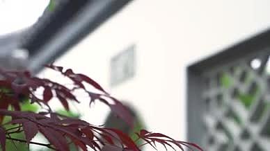 霜叶红于二月号枫叶枫树南方建筑视频的预览图